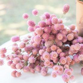 QIS Rose, Gomphrena Seeds